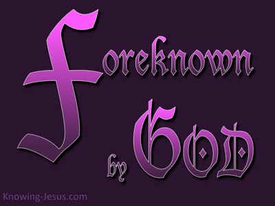Romans 8:29 Foreknown of God (purple)